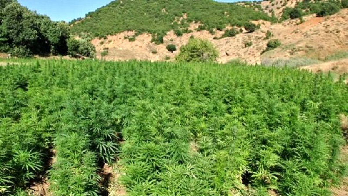Adıyaman\'da 600 Kök Kenevir Ele Geçirildi