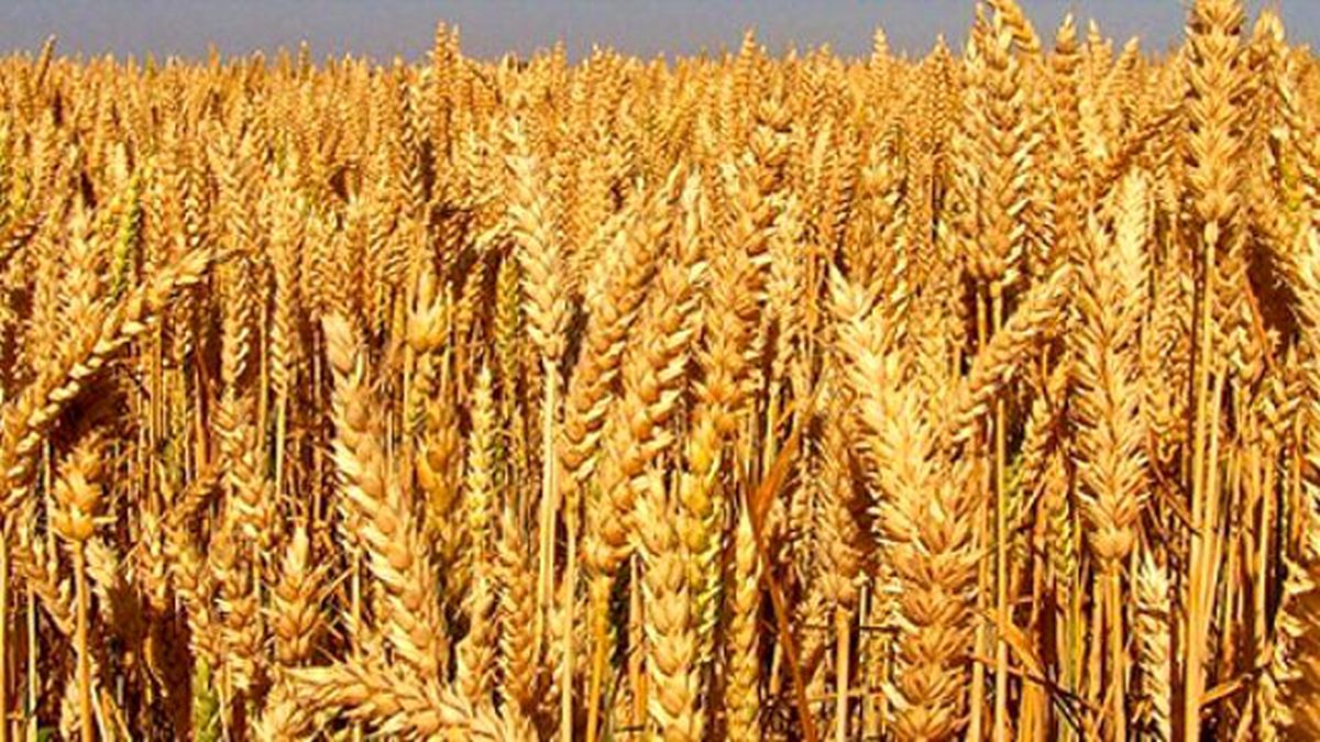 Kızıltepe Ticaret Borsası