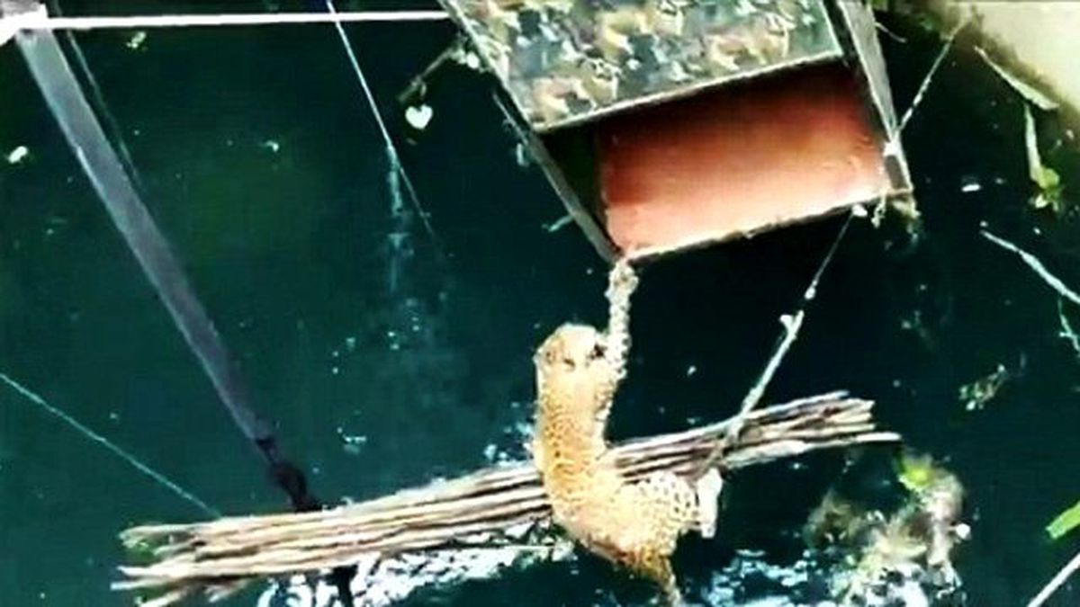 Kuyuya Düşen Leopar, Zekice Bir Yöntemle Kurtarıldı