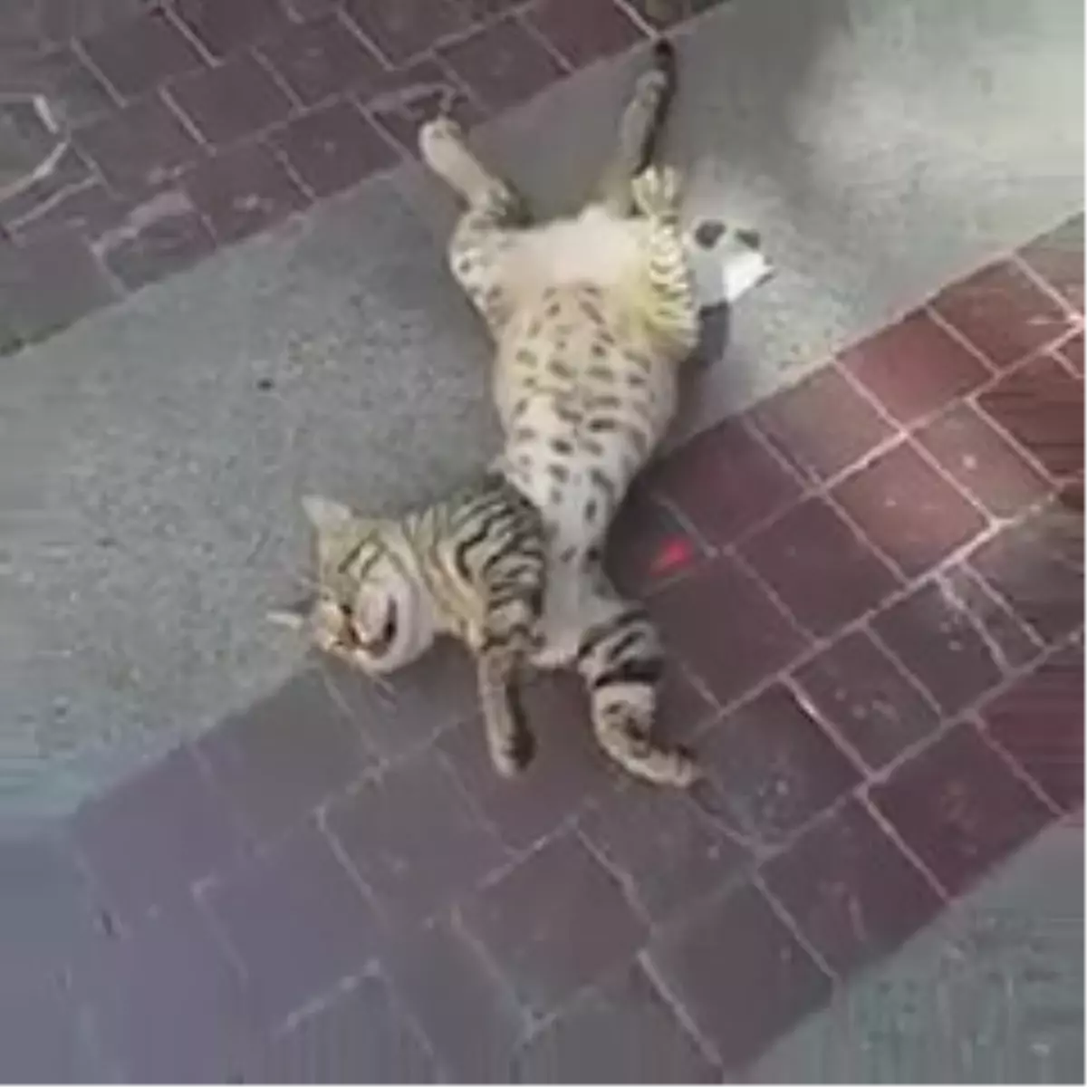 Ölü Gibi Uyuyan Kedi