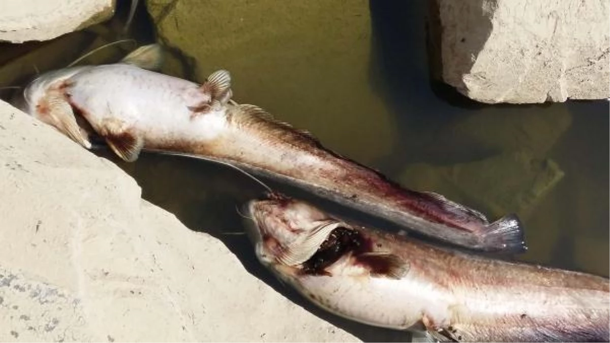 Uşak\'taki Gölette Toplu Balık Ölümü