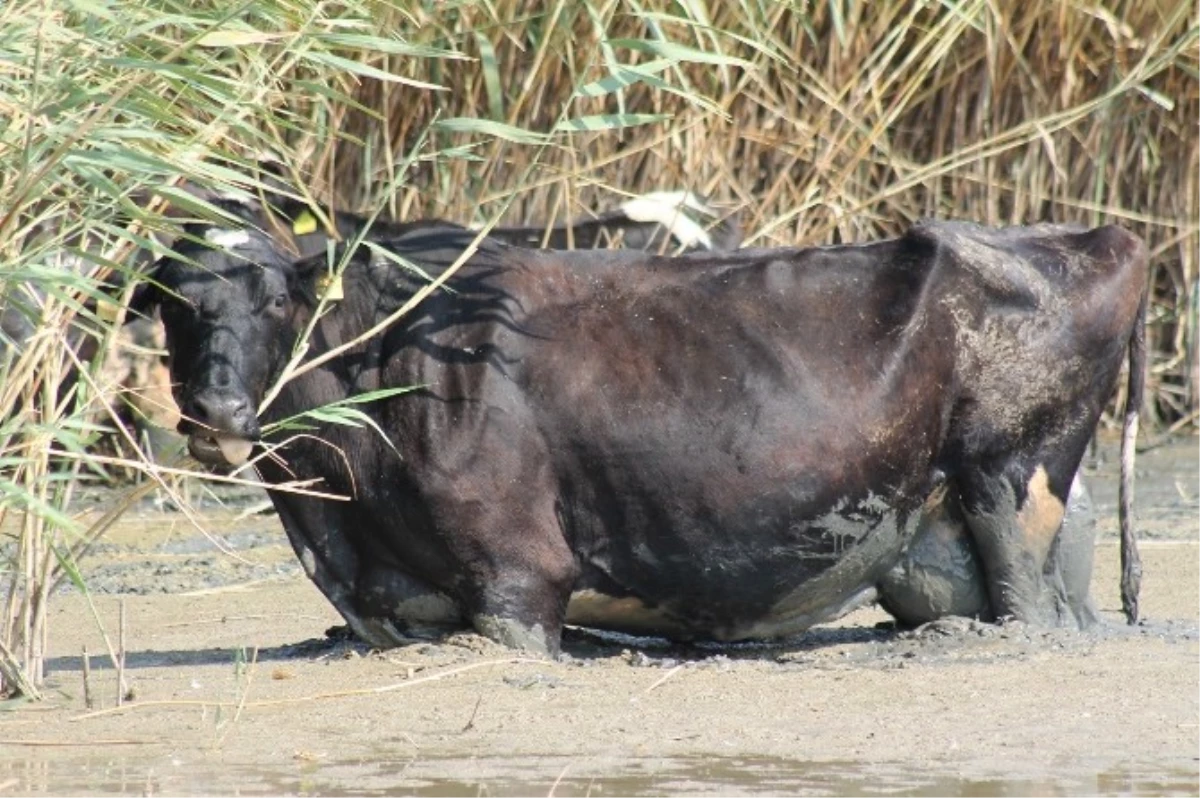 Sıcaktan Bunalan Hayvanlar Manyas Gölü\'nde Serinliyor
