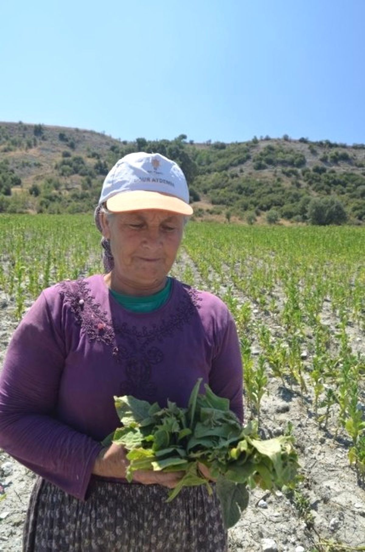 Dolu Yağışı, Tarım Arazilerinde Zarara Yol Açtı