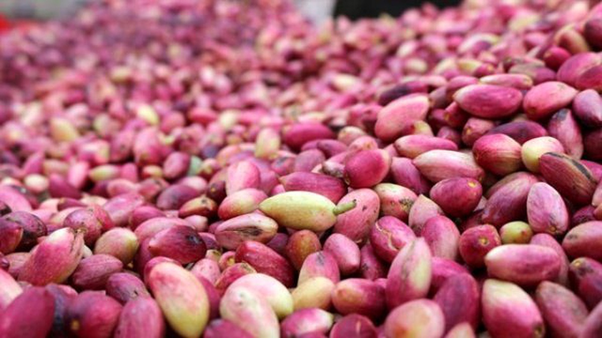 Fıstık düşük fiyatla piyasaya sürüldü