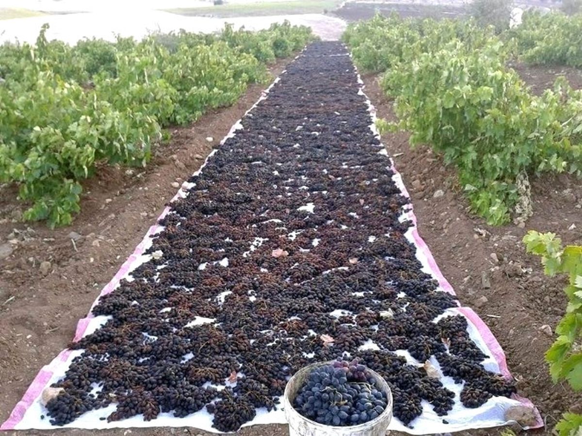 Horozkarası Üzüm Kurutulmaya Başlandı