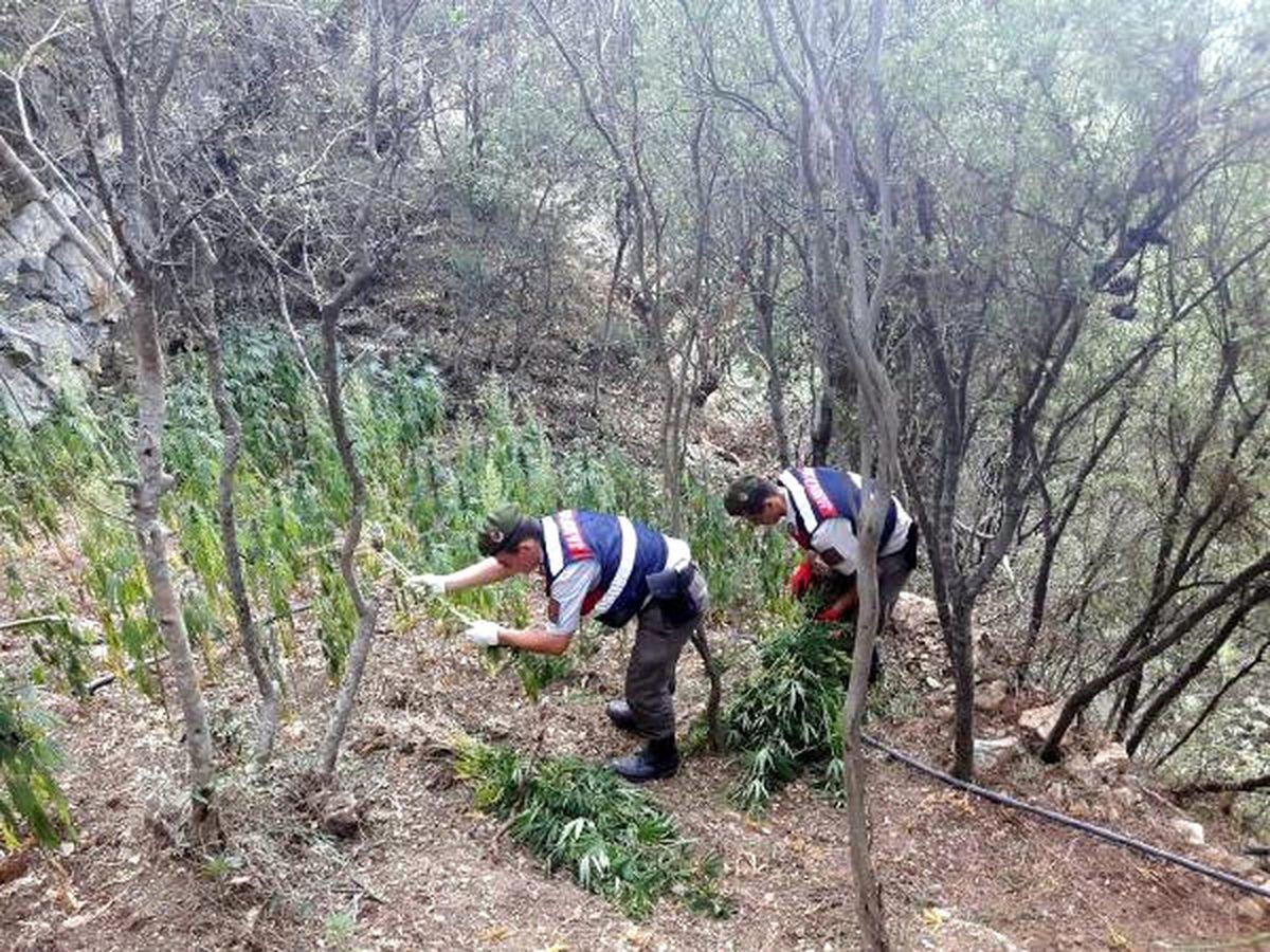Seydikemer\'de 1030 Kök Hintkeneviri Ele Geçirildi