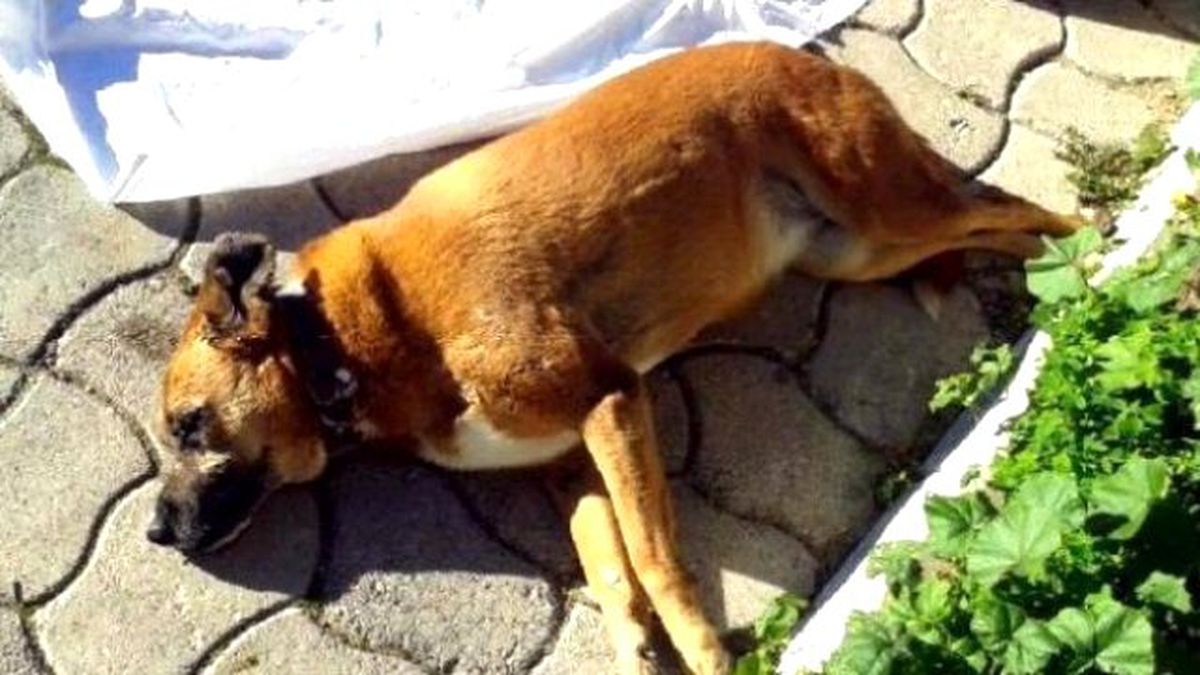 Antalya\'da Köpekleri Zehirleyerek Öldürdüler