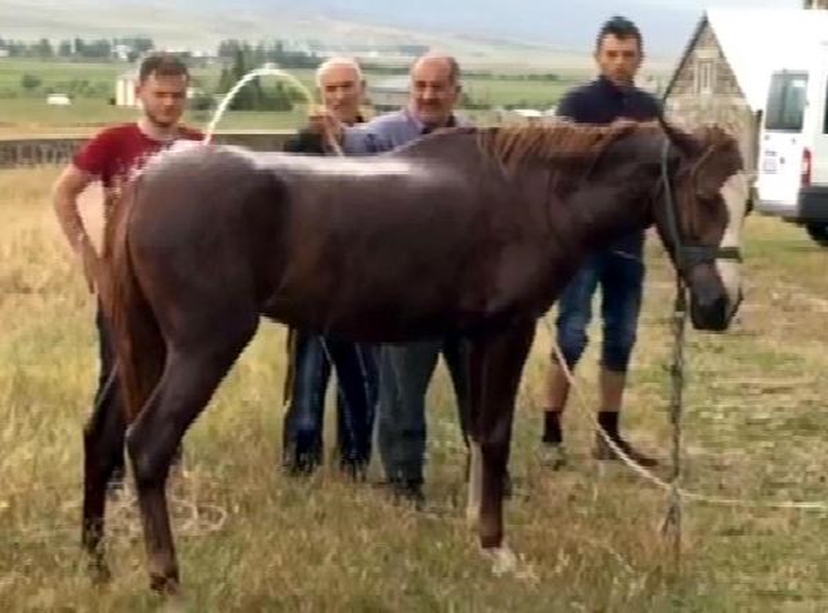 Arıların Saldırdığı At Telef Oldu