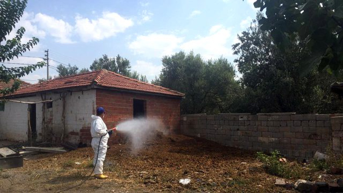 Büyükşehir \'Afrika Hastalığı\'na Savaş Açtı