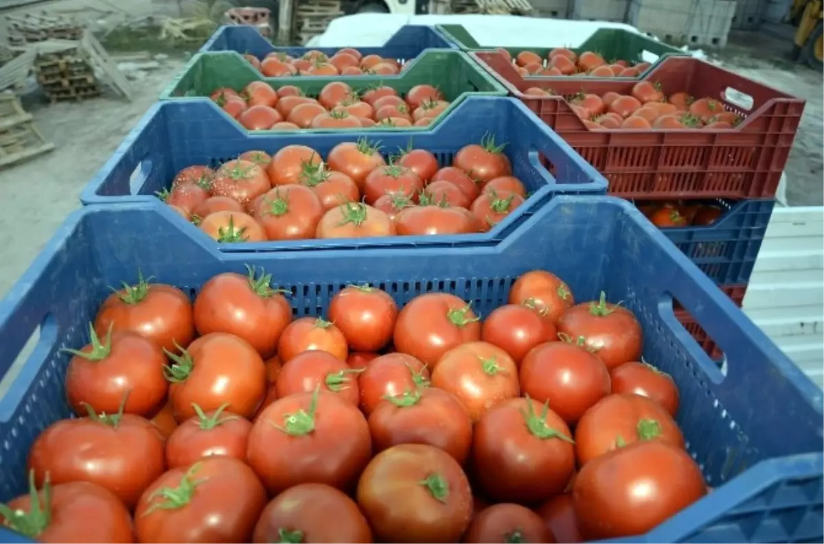 Çameli Domatesi Dünya Pazarına Açılıyor