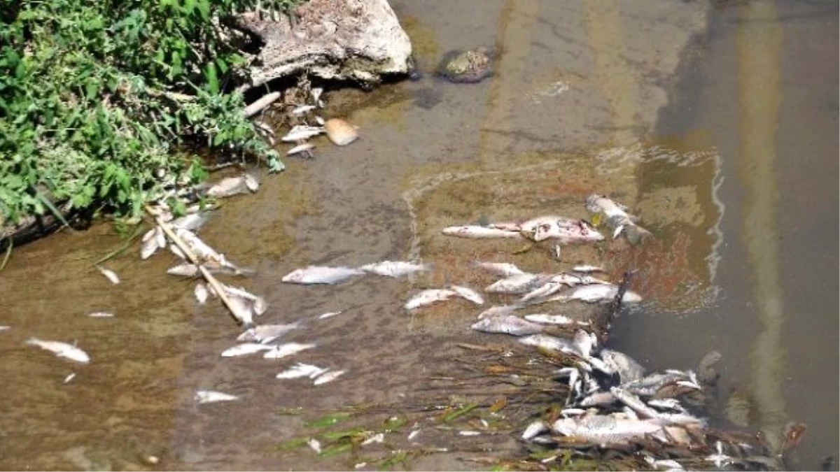 Manavgat\'ta Balık Ölümleri