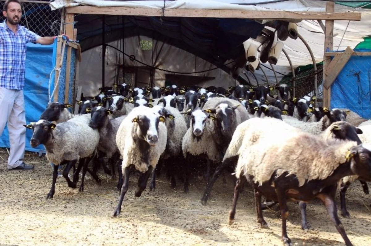 Adeta Kuzu Fabrikası Olan Bu Koyunlar, Kurbanlık Fiyatlarını Düşürecek
