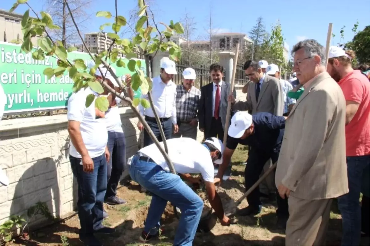 Yozgat Sürmeli Etkinliklerinde Fidan Dikilip, Temizlik Yapıldı