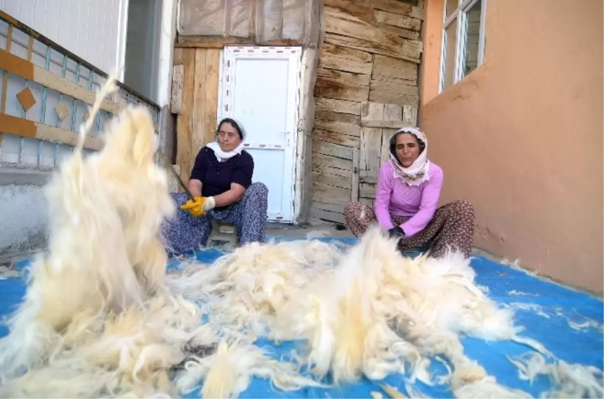 Kadınların Yün Çırpma Mesaisi