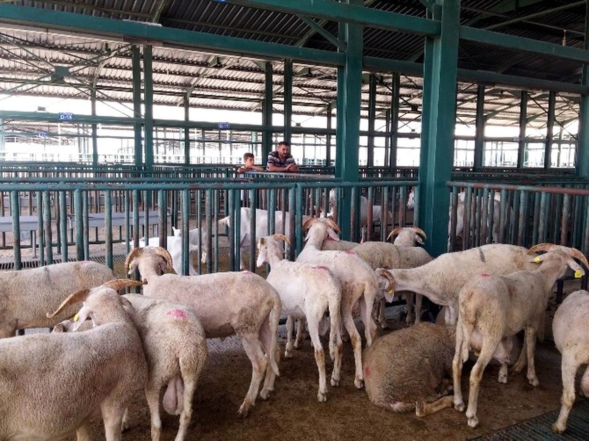 Karantina Kalktı, Hayvan Pazarı Açıldı