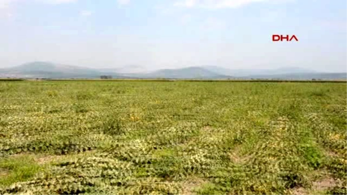 Kırkağaç Kavununda Hasat Başladı