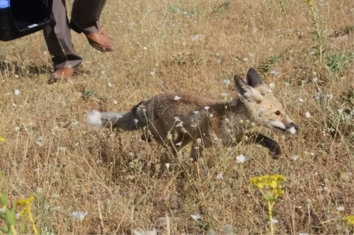 Tedavisi Tamamlanan Tilki, Doğal Ortamına Bırakıldı