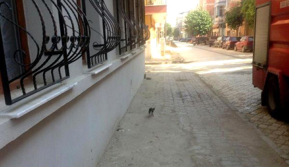 Bahçede Mahsur Kalan Yavru Kediyi İtfaiye Kurtardı