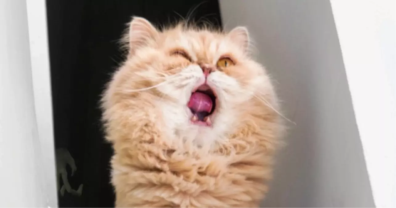 Bilgisayarınızın Canını Yakacak "Kedi"