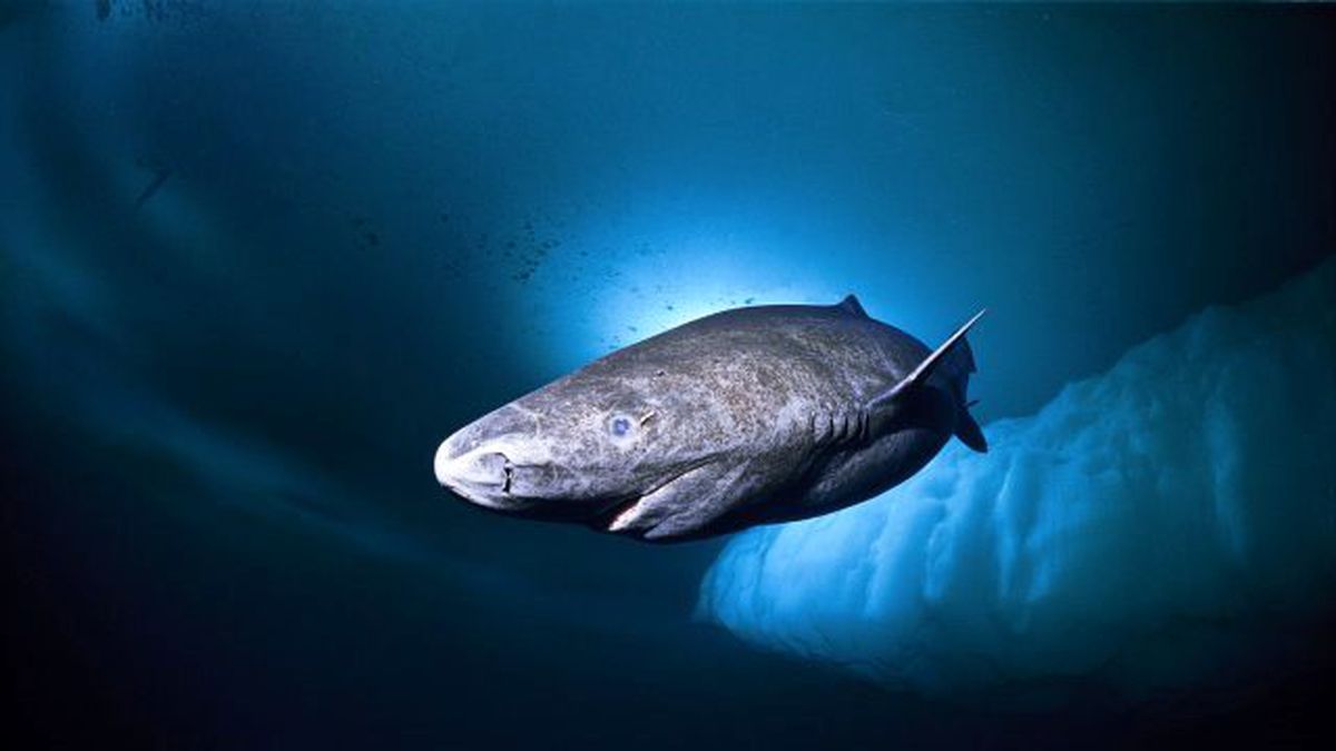 En Uzun Ömürlü Omurgalı: Grönland Köpek Balığı