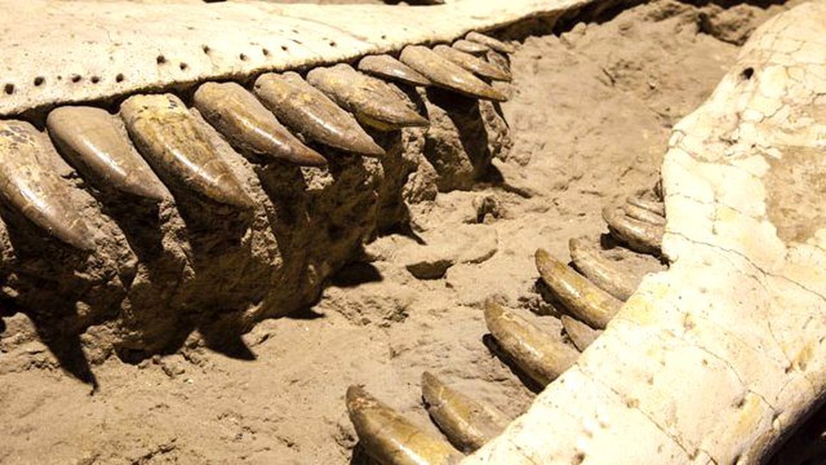 Rusya'da Yeni Bir Dinozor Türü Bulundu