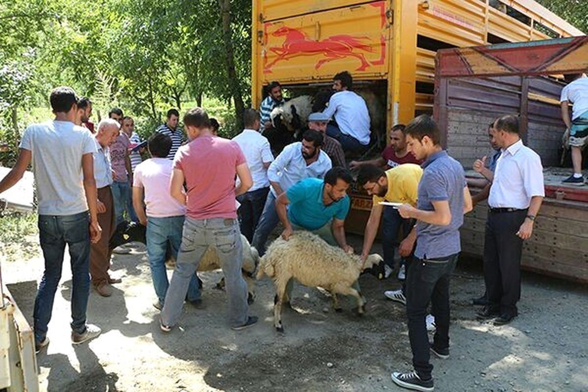 Şemdinli\'de Küçükbaş Hayvan Dağıtımı