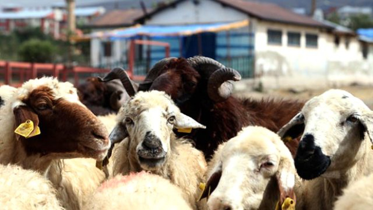 Son Dakika... Kurban Fiyatları Açıklandı