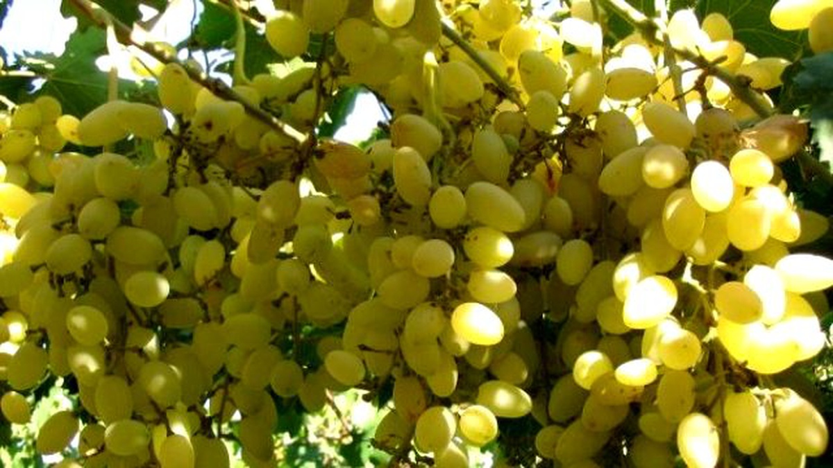 Türkiye\'ye Yetecek Kadar Üzümümüz Var"