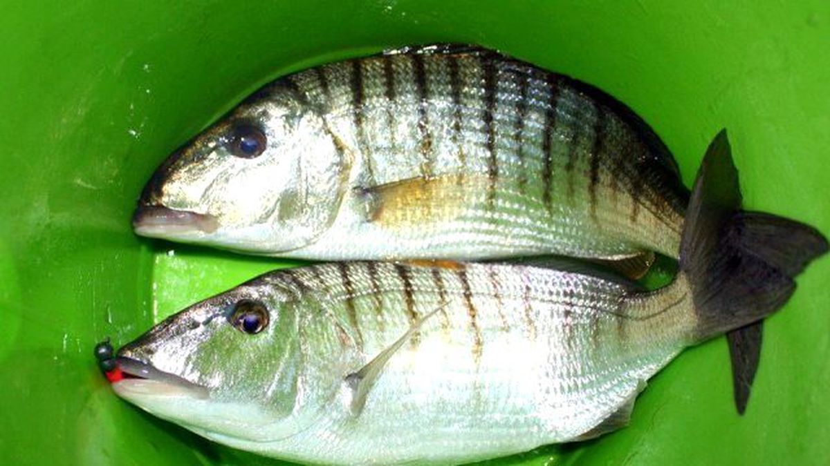 Tekirdağ\'da Balık Fiyatları