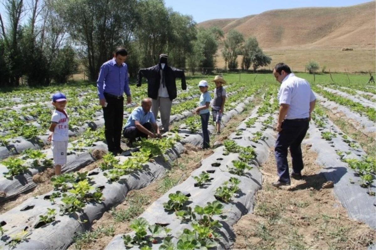 Başkale\'de "Örnek Çilek Bahçesi" Projesi Hasat Vermeye Başladı