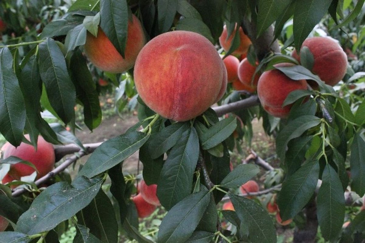İhracat Durdu, Şeftali Ucuzladı Çiftçi Büyük Sıkıntı Yaşıyor
