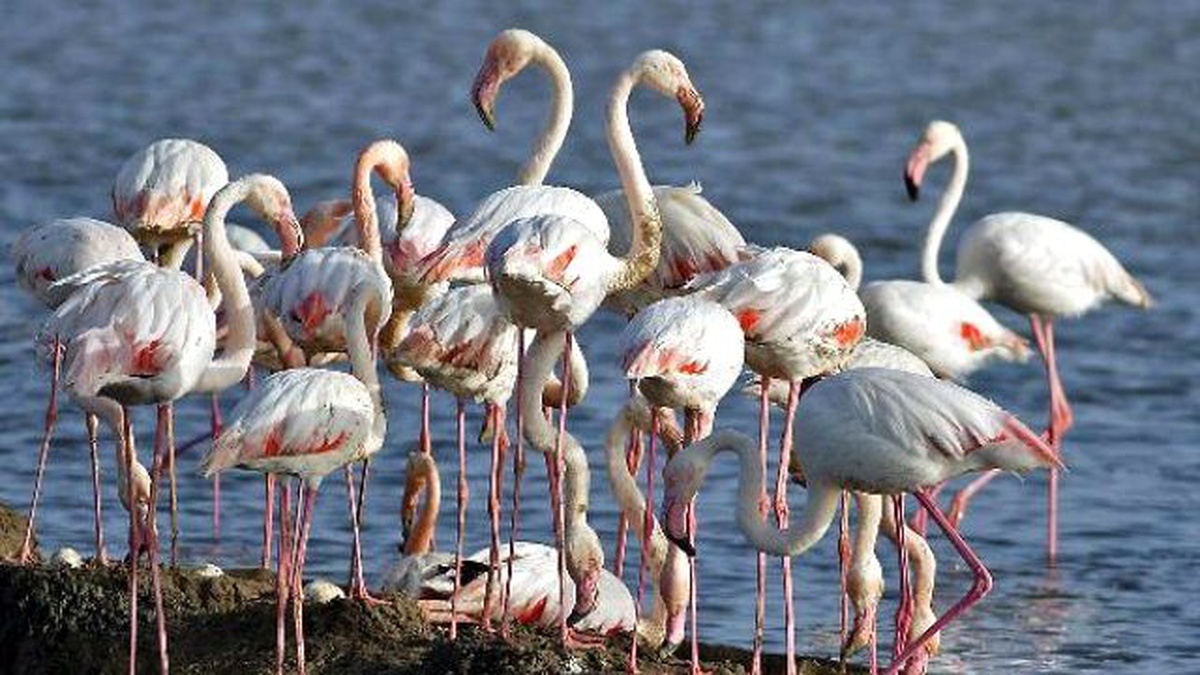 İzmir Kuş Cenneti Yavru Flamingolarla Şenlendi