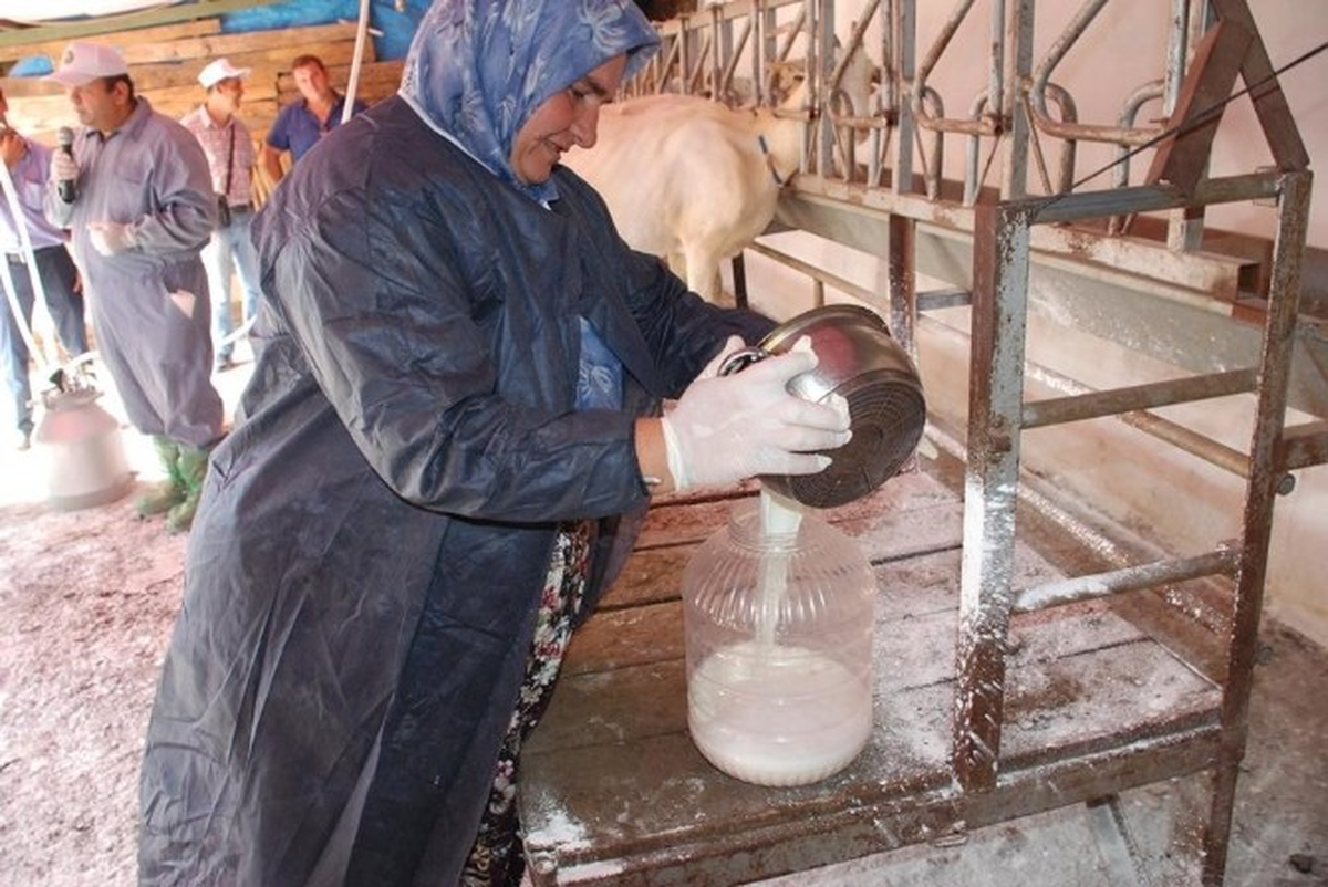 Kaliteli Süt Çanakkale\'den Geçer\' Projesi Başladı