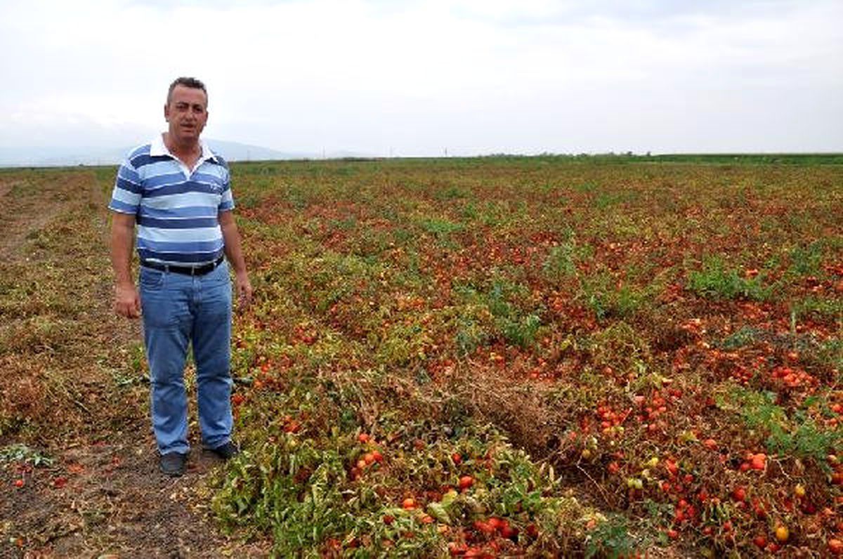 Salçalık Domateste Hastalık Nedeniyle Rekolte Kaybı