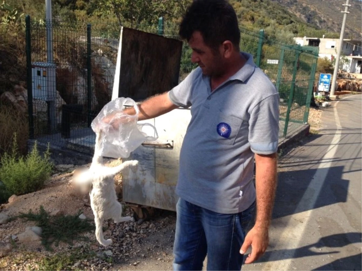 Antalya\'da Kedi Katliamı