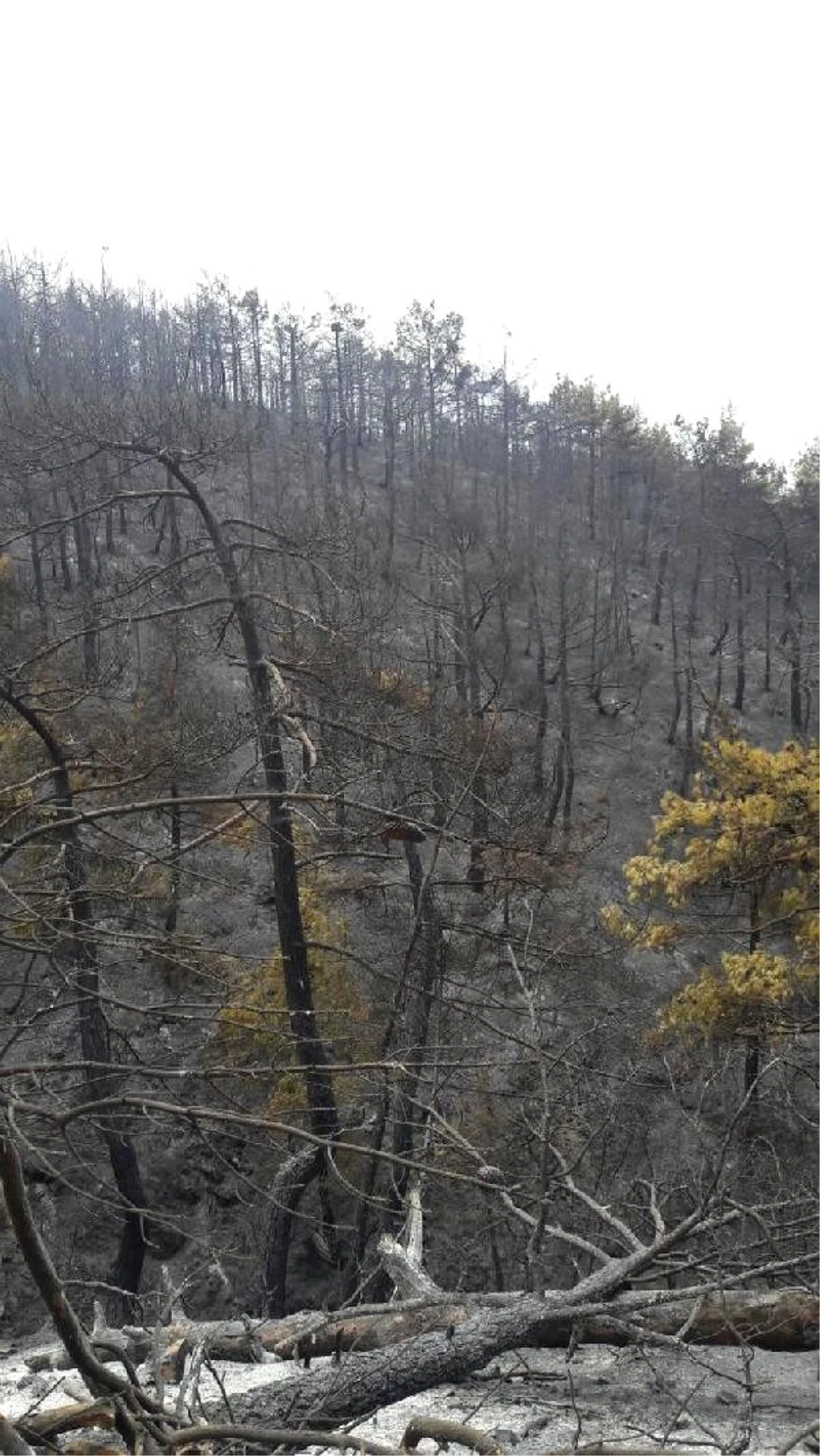 Çorum\'da 15 Bin Kızılçamı Kül Eden Orman Yangını Söndürüldü