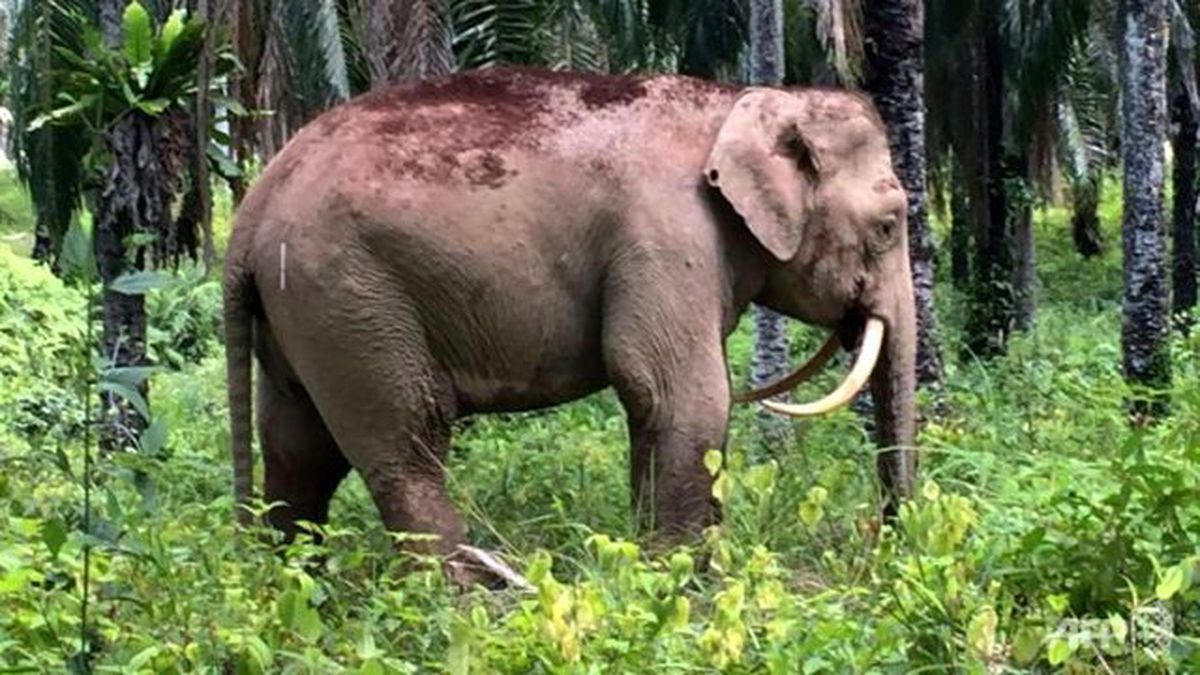 Malezya'da Ters Dişli Fil Bulundu