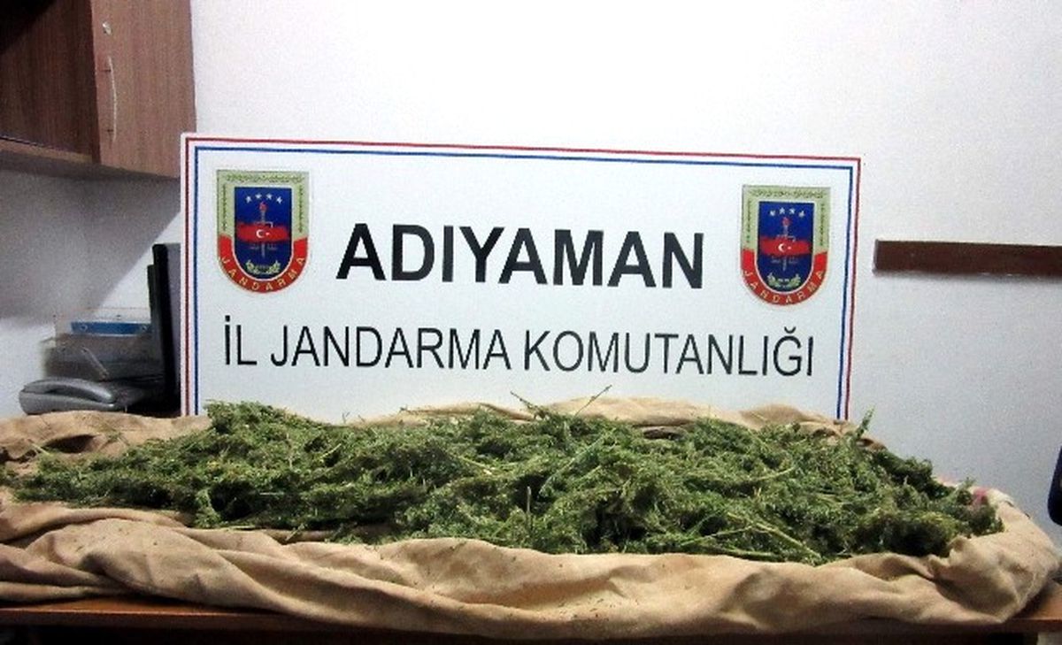 Adıyaman\'da Bin 217 Kök Kenevir Bitkisi Ele Geçirildi