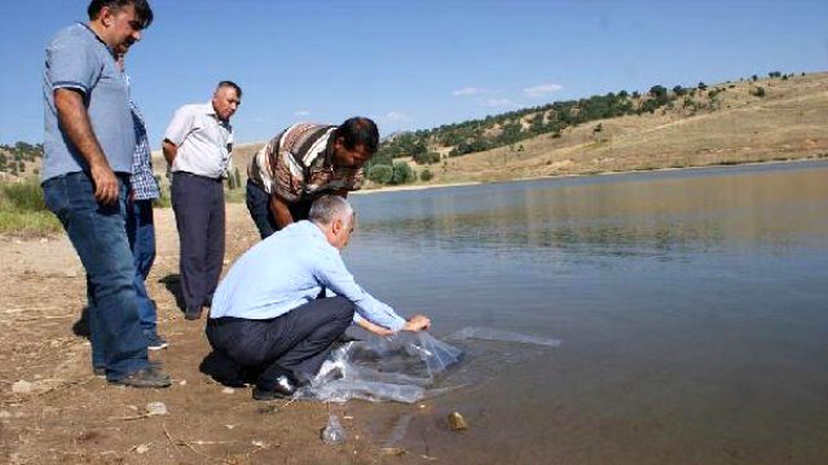 Balıkesir\'de Göletlere 40 Bin Sazan Balığı Yavrusu Bırakıldı
