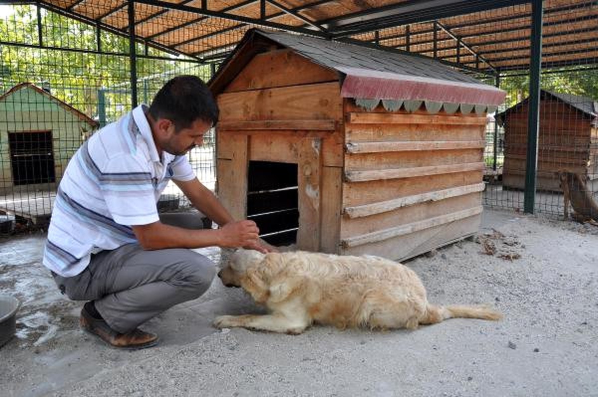Barınaktaki Köpekler Fıskiye Sistemiyle Serinliyor