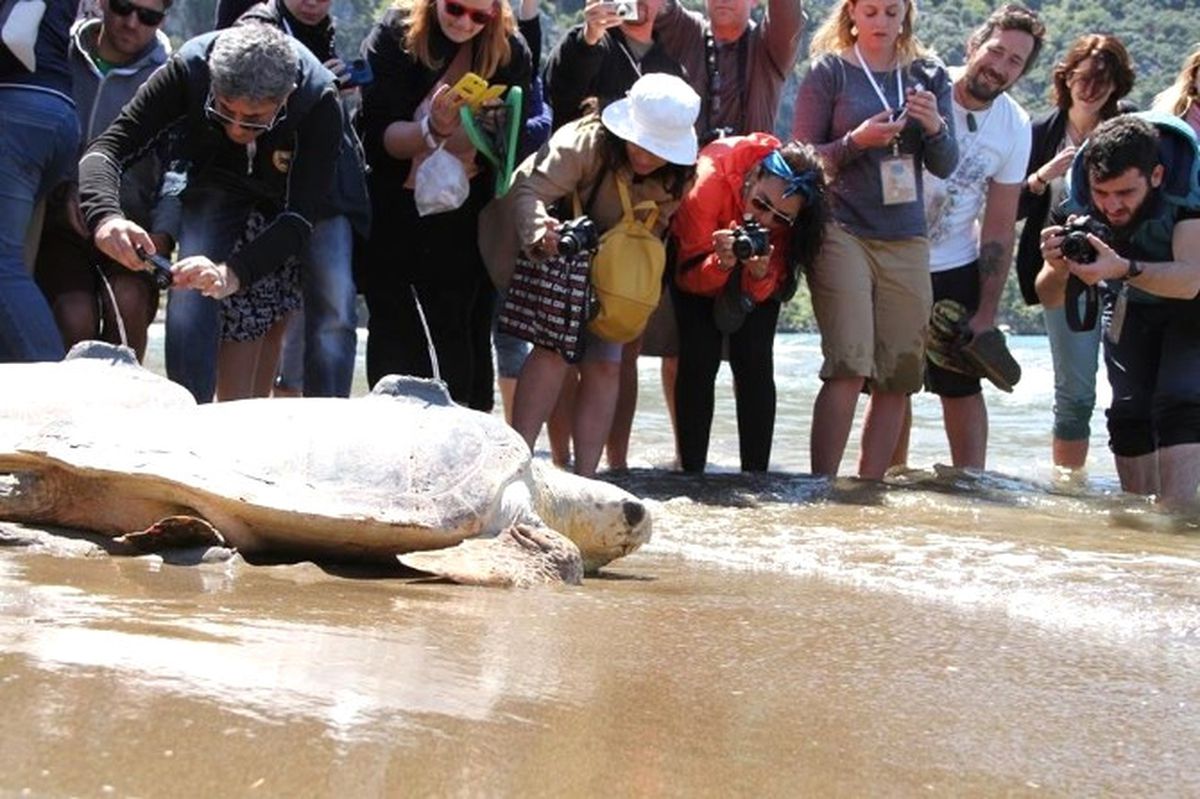 Bodrum\'da Caretta Carettalar Kendilerini Sevmek İsteyen 5 Kişiyi Yaraladı
