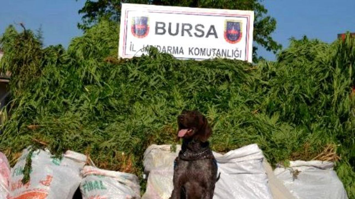 Bursa\'da Uyuşturucu Operasyonu
