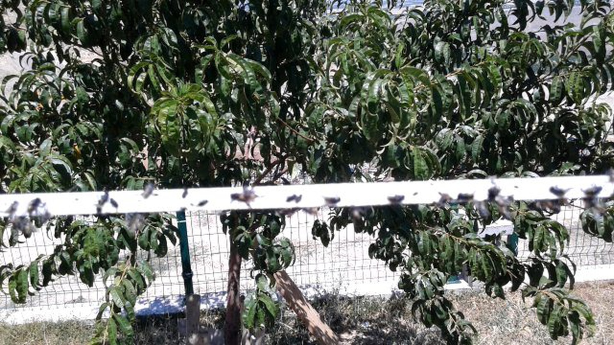 Haşere ile mücadelede, kültürel ve biyolojik yöntemler kullanılıyor