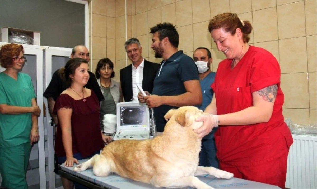 Hayvan Popülasyonu Sorununa Bilimsel Çözüm