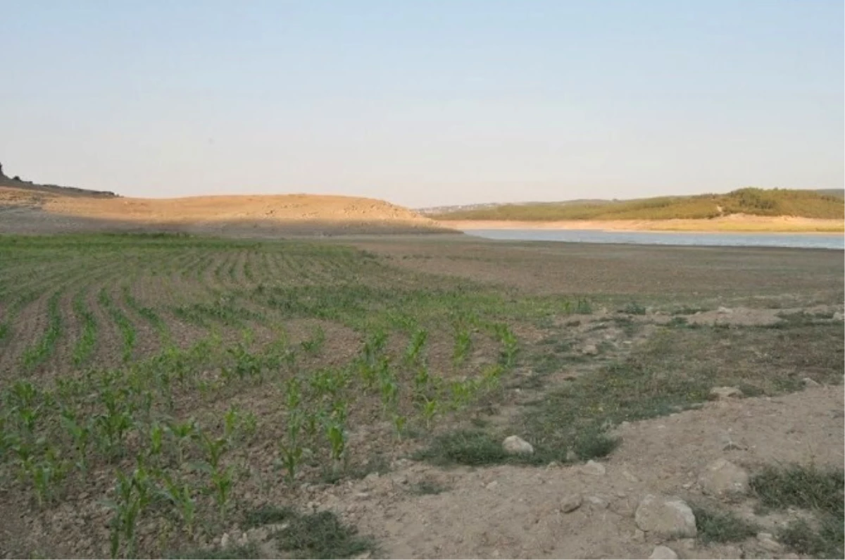Keşan\'da İçme Suyunu Karşılayan Barajın Kuruyan Alanlarına Ürün Ektiler
