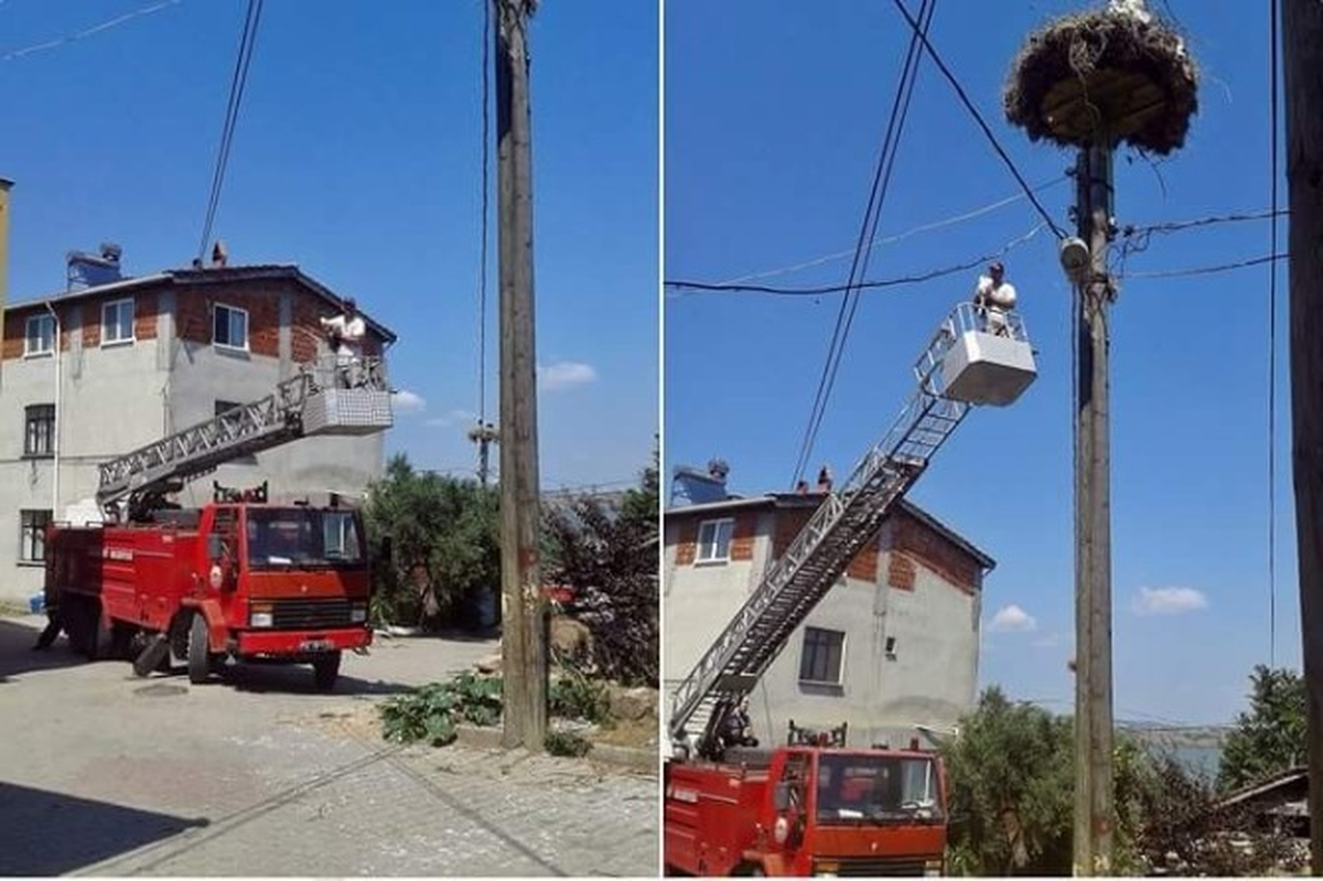 Yaralı Leylek Yavrusu Yuvasına Kavuştu.