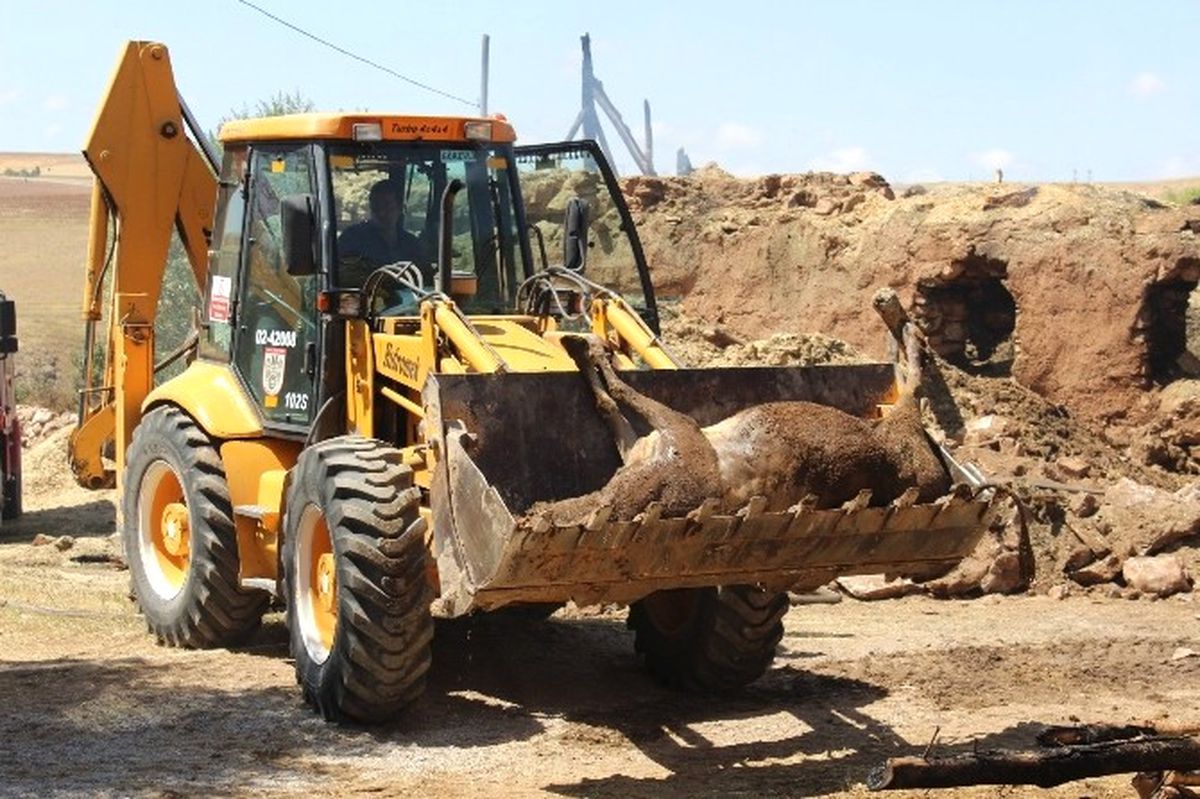 Ahırda Yangın Çıktı: 29 Hayvan Telef Oldu
