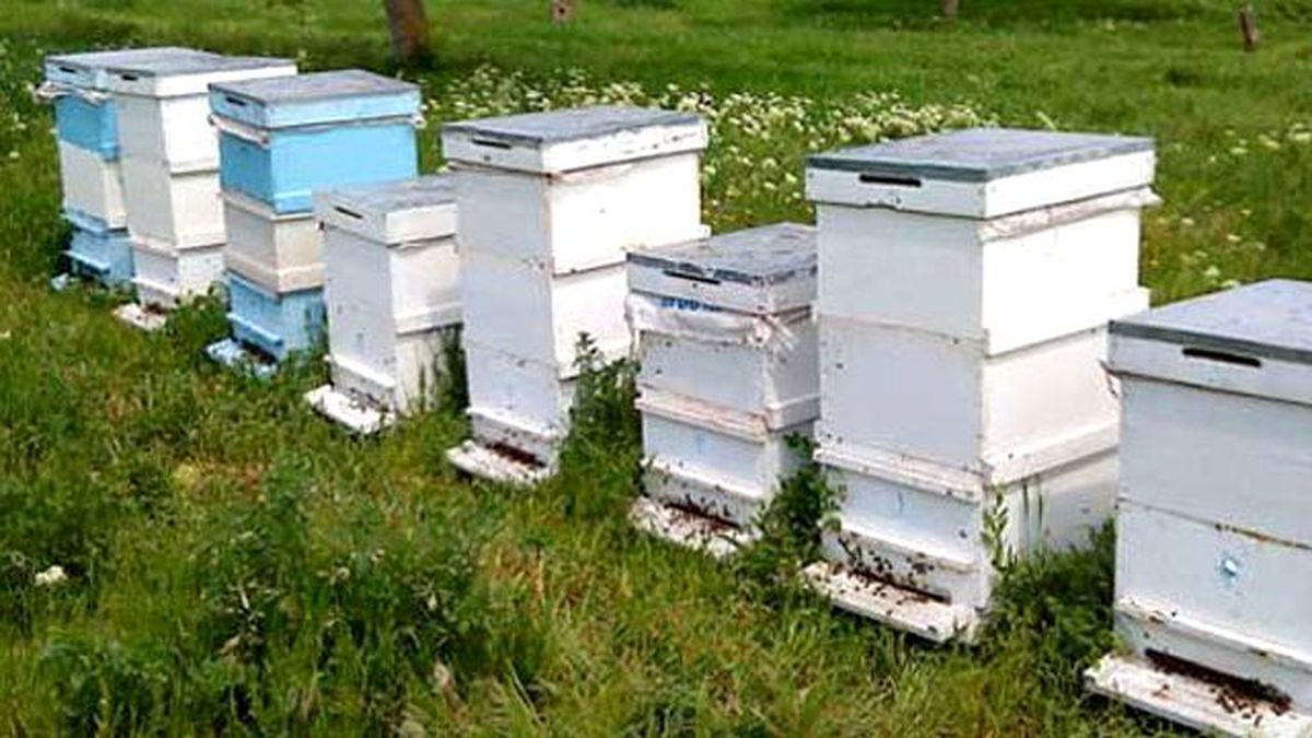 Gezgin Arıcının 5 Milyon Arısı Telef Oldu