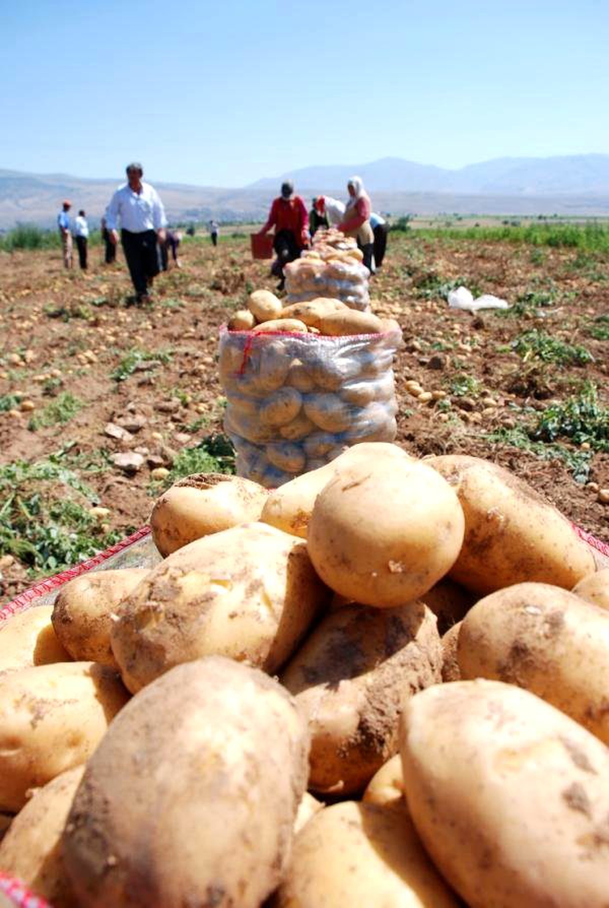 CHP\'li Köksal\'dan Patates Satış Fiyatı ile İlgili İlginç Açıklama Açıklaması