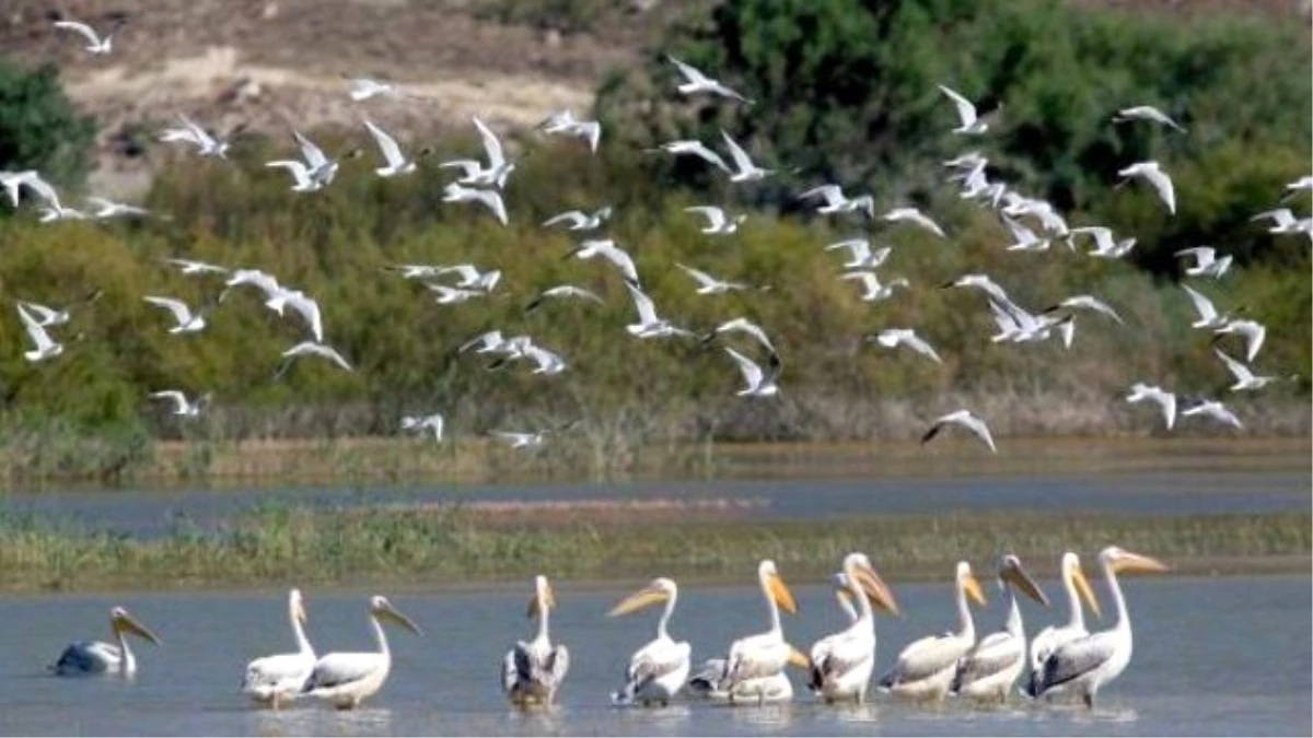 Bölünmüş Yol İnşaatında "Kuş Cenneti" Hassasiyeti